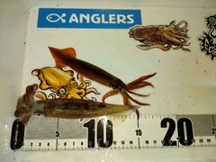 ムギイカの釣果