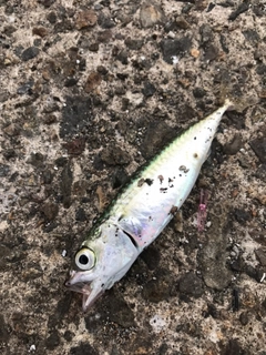 釣果