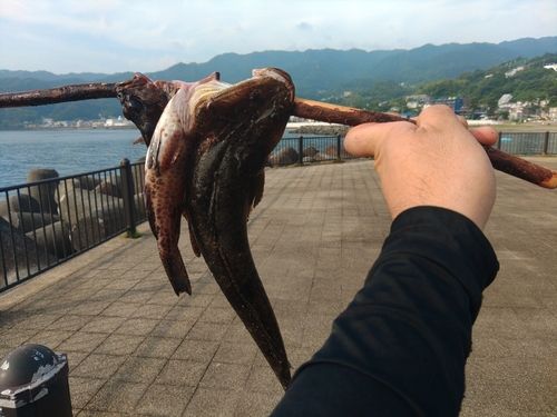 マゴチの釣果