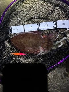 モンゴウイカの釣果