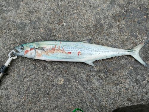 サゴシの釣果