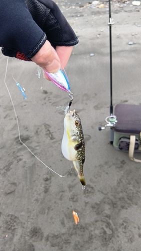 マフグの釣果