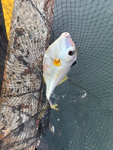 ギマの釣果