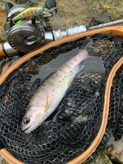 ヤマメの釣果