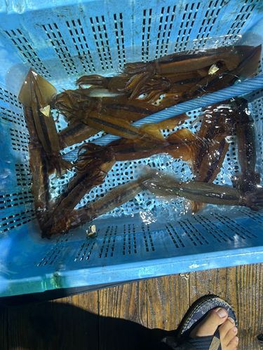 スルメイカの釣果