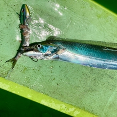 タチウオの釣果