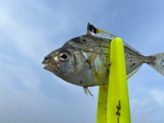 ヒイラギの釣果