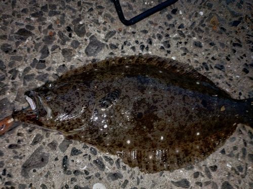 ヒラメの釣果