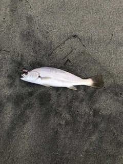 ニベの釣果
