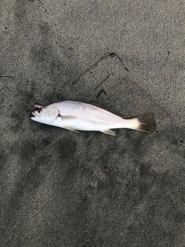 ニベ