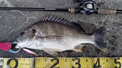 キビレの釣果