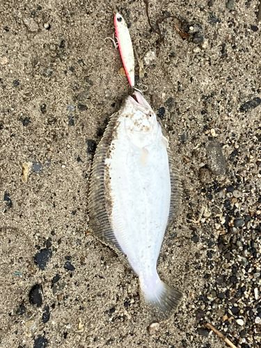 ヒラメの釣果