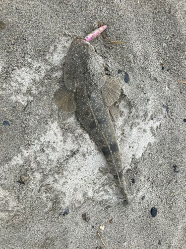マゴチの釣果
