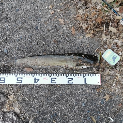 ナマズの釣果