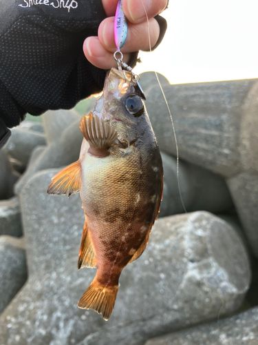 メバルの釣果