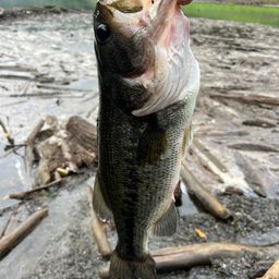 ラージマウスバス