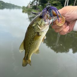 ラージマウスバス