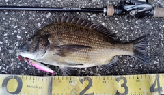 チヌの釣果