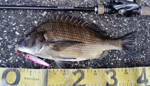 チヌの釣果