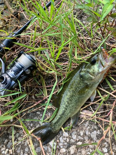 ブラックバスの釣果