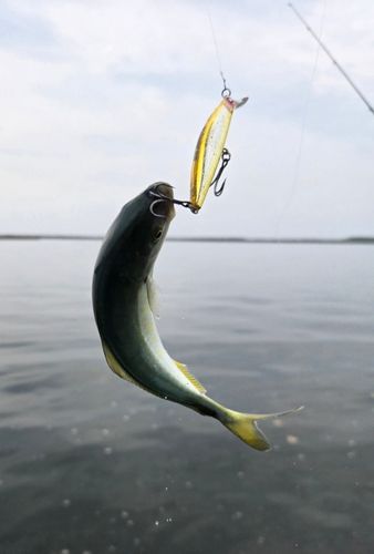 ワカシの釣果