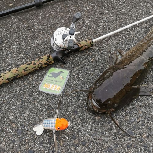ナマズの釣果