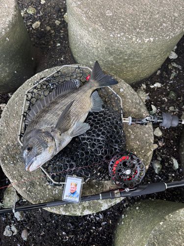 クロダイの釣果