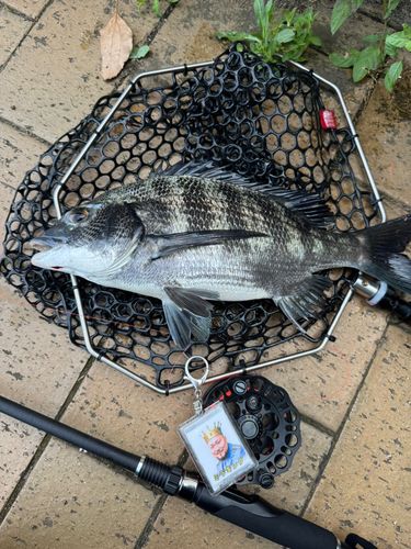 クロダイの釣果