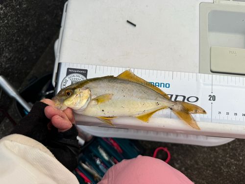 ショゴの釣果