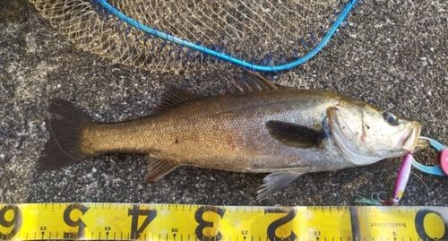 シーバスの釣果