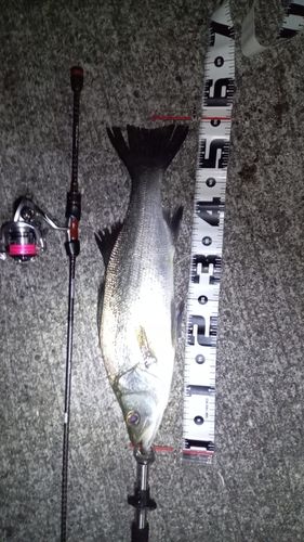 ヒラスズキの釣果