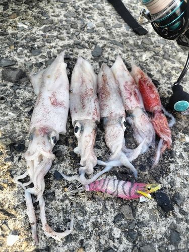 ケンサキイカの釣果