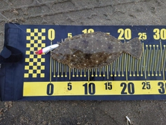 ソゲの釣果