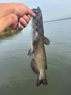 アメリカナマズの釣果