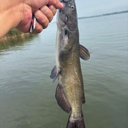 アメリカナマズ