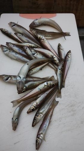 シロギスの釣果