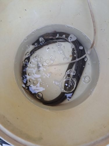 ウナギの釣果