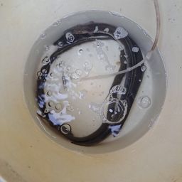 ウナギ