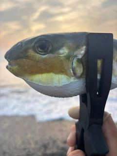 シロサバフグの釣果