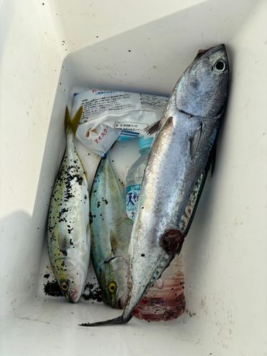 マルソウダの釣果