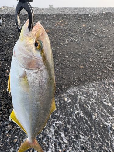 ショゴの釣果