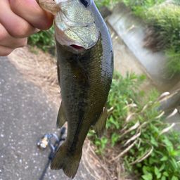 ブラックバス