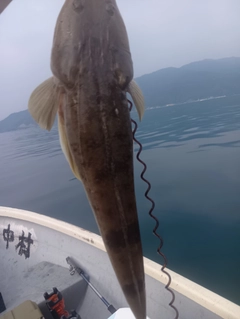 マゴチの釣果