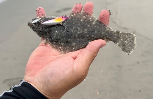 ヒラメの釣果