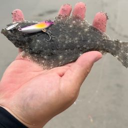 ヒラメ