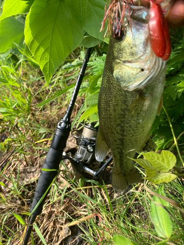 ブラックバスの釣果