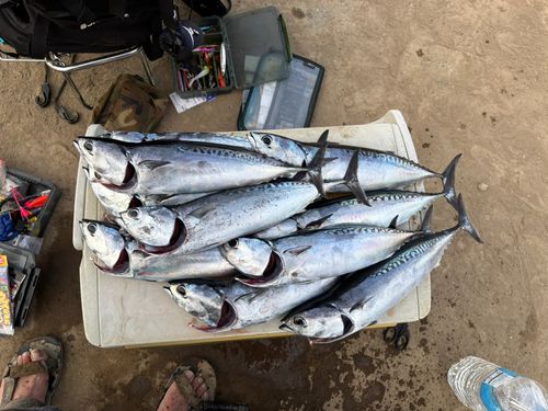 ソウダガツオの釣果