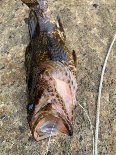 ムラソイの釣果