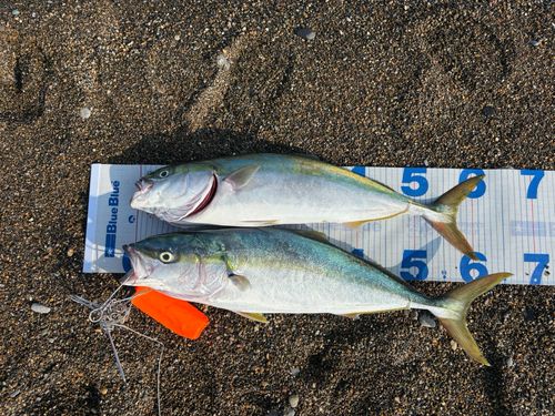 ワラサの釣果