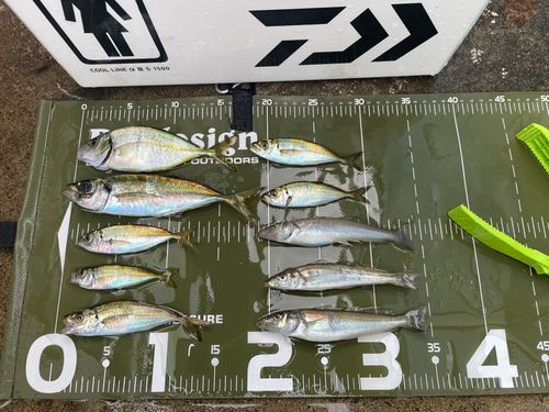 アジの釣果